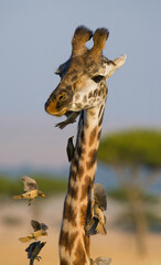 Giraffe (Giraffa camelopardalis tippelskirchi) with bird. Kenya. Tanzania. East Africa.