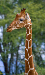 Portrait of a giraffe (Giraffa camelopardalis tippelskirchi). Kenya. Tanzania. East Africa.