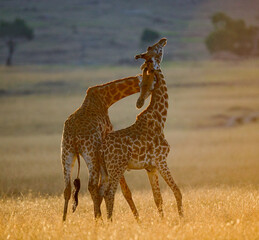 Two giraffes (Giraffa camelopardalis tippelskirchi) are fighting each other in the savannah. Kenya. Tanzania. Eastern Africa.
