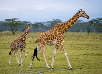 Naklejka na ściany i meble Female giraffe (Giraffa camelopardalis tippelskirchi) with a baby in the savannah. Kenya. Tanzania. East Africa.