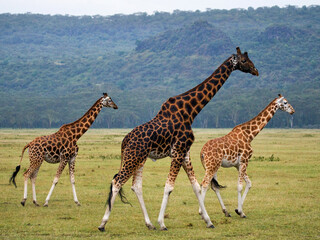 Group of giraffes (Giraffa camelopardalis tippelskirchi) in the savanna. Kenya. Tanzania. East Africa.