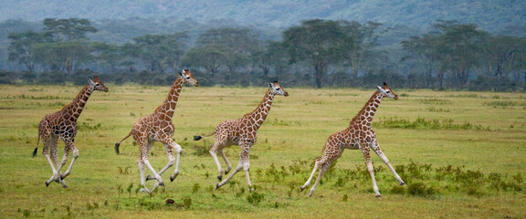 Four baby giraffes (Giraffa camelopardalis tippelskirchi) are running across the savannah....