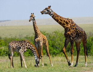 Group of giraffes (Giraffa camelopardalis tippelskirchi) in the savanna. Kenya. Tanzania. East Africa.