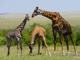 Naklejka na ściany i meble Group of giraffes (Giraffa camelopardalis tippelskirchi) in the savanna. Kenya. Tanzania. East Africa.