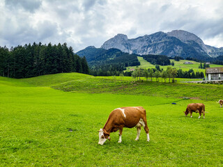 Fototapeta na wymiar Cows in a meadow, enjoying freedom of movement and naturally growing grass