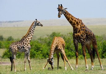 Group of giraffes (Giraffa camelopardalis tippelskirchi) in the savanna. Kenya. Tanzania. East Africa.