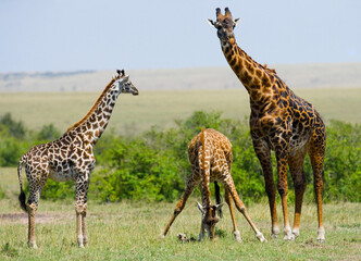 Group of giraffes (Giraffa camelopardalis tippelskirchi) in the savanna. Kenya. Tanzania. East Africa.