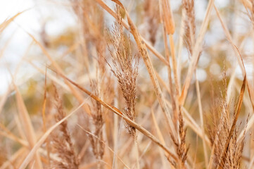Blurred image of autumn reeds against the sky.