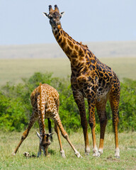 Two giraffes (Giraffa camelopardalis tippelskirchi) in savanna. Kenya. Tanzania. East Africa.