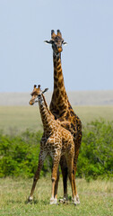 Female giraffe (Giraffa camelopardalis tippelskirchi) with a baby in the savannah. Kenya. Tanzania. East Africa.