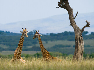 Fototapeta premium Two giraffes (Giraffa camelopardalis tippelskirchi) are lying down on the grass and resting in the savannah. Kenya. Tanzania. East Africa.
