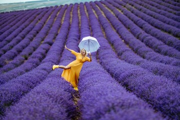 A middle-aged woman in a lavender field walks under an umbrella on a rainy day and enjoys...