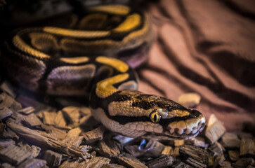 Close up of a young ball python