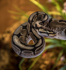 a young ball python in attack position