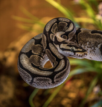 a young ball python in attack position