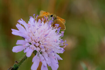 Skipper butterfly on a purple flower. Natural bokeh background.  