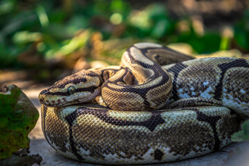A young ball python sunbathes on a rock