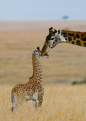 Female giraffe (Giraffa camelopardalis tippelskirchi) with a baby in savannah. Kenya. Tanzania. East Africa.