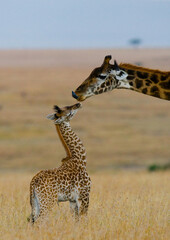 Female giraffe (Giraffa camelopardalis tippelskirchi) with a baby in savannah. Kenya. Tanzania. East Africa.