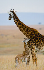 Female giraffe (Giraffa camelopardalis tippelskirchi) with a baby in savannah. Kenya. Tanzania. East Africa.