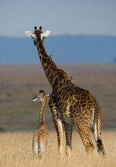 Female giraffe (Giraffa camelopardalis tippelskirchi) with a baby in savannah. Kenya. Tanzania. East Africa.