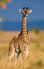 Baby giraffe (Giraffa camelopardalis tippelskirchi) in the savannah. Kenya. Tanzania. East Africa.