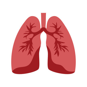 Lung anatomy human organ. Human respiratory system