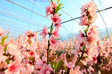 The peach trees in the greenhouse are in blossom