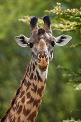Portrait of a giraffe (Giraffa camelopardalis tippelskirchi). Kenya. Tanzania. East Africa.
