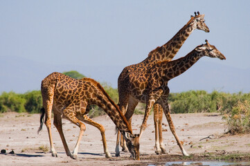 Group of giraffes (Giraffa camelopardalis tippelskirchi) are standing at a watering hole. Kenya. Tanzania. East Africa.