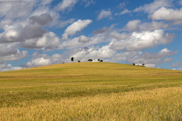 Fototapeta na wymiar Paisaje de campo de cereales con nubes. Provincia de Ávila, España.