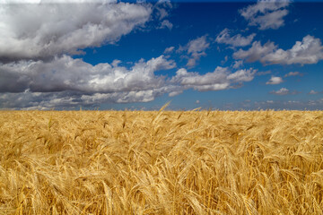 Campo de cereales con un precioso cielo azul con nubes. Provincia de Soria, Castilla y León, España.