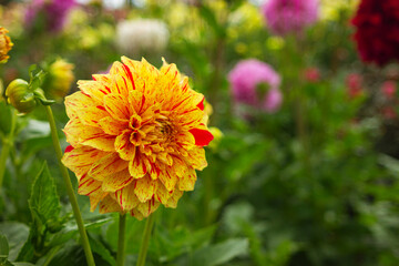 beautiful yellow-orange with red dahlia flower close-up in the garden, copy space
