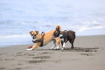 海岸を走る犬たち