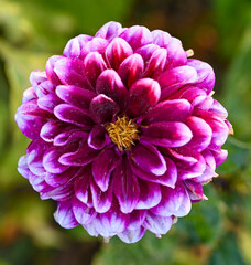 Beautiful close-up of a bicolor dahlia