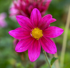 Obraz premium Beautiful close-up of a pink dahlia