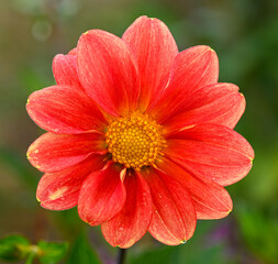 Beautiful close-up of a decorative dahlia