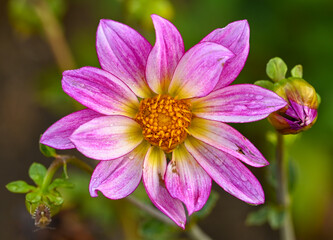Fototapeta premium Beautiful close-up of a pink dahlia