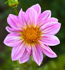 Obraz premium Beautiful close-up of a pink dahlia