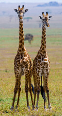 Two giraffes (Giraffa camelopardalis tippelskirchi) in savanna. Kenya. Tanzania. East Africa.