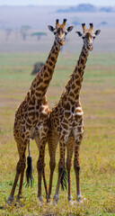 Two giraffes (Giraffa camelopardalis tippelskirchi) in savanna. Kenya. Tanzania. East Africa.