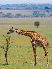 Giraffe (Giraffa camelopardalis tippelskirchi) is eating acacia in savannah. Close-up. Kenya. Tanzania. East Africa.