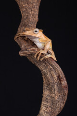 A portrait of a Borneo Eared Tree Frog on a branch
