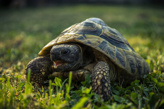 Turtle looking for food in the grass