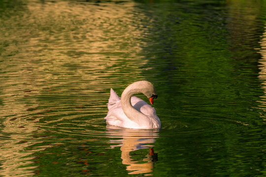 Swan swims on a pond