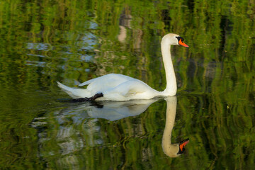 Swan swims on a pond