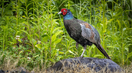 Japanese Green Pheasant Bird