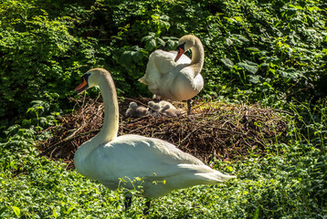 Swan with its chicks on the nest