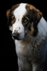 Tornjak dog - detail portrait
