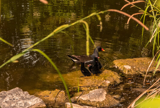 Common moorhen with her chicks on the lake shore